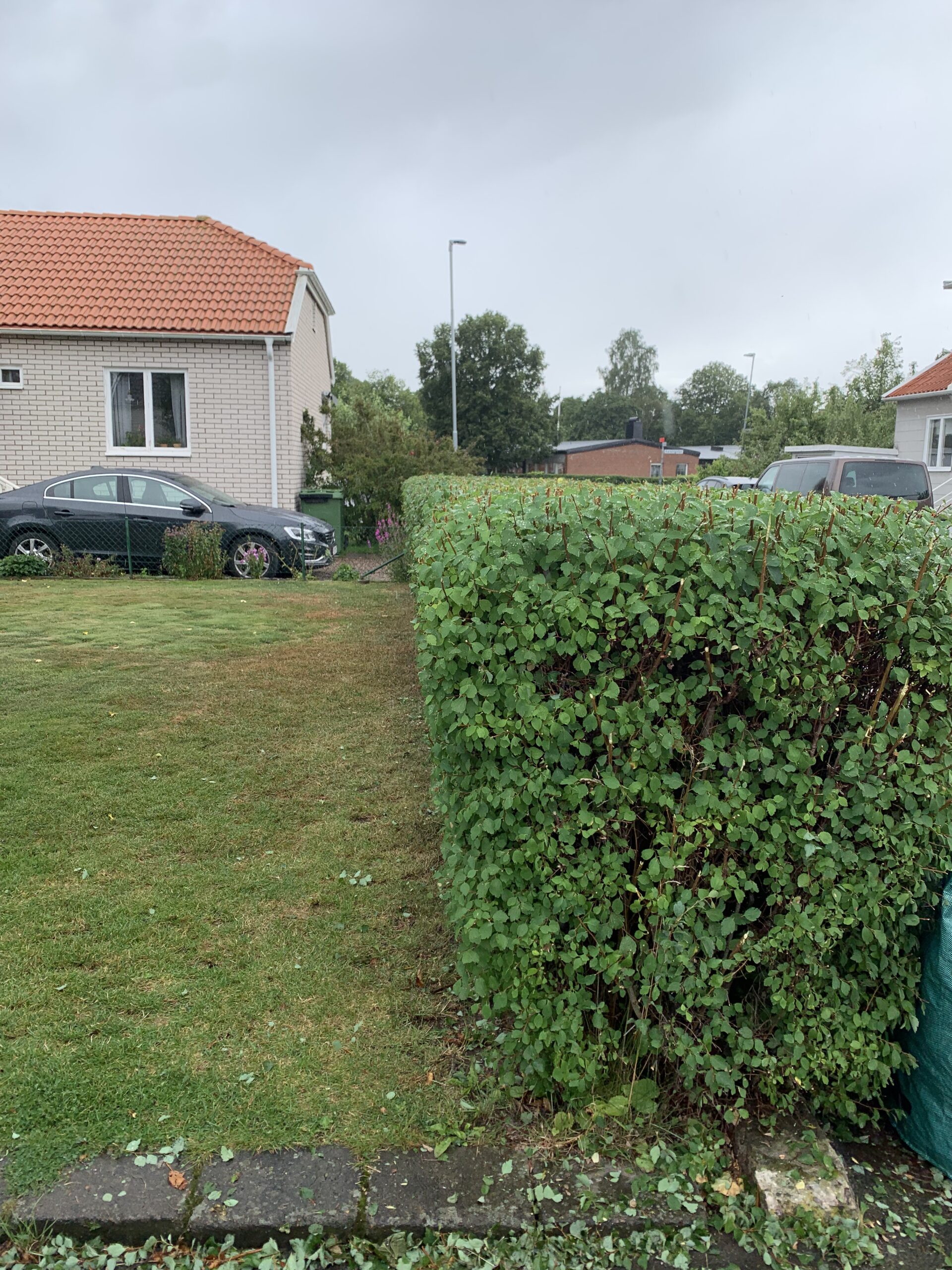 trimmad häck